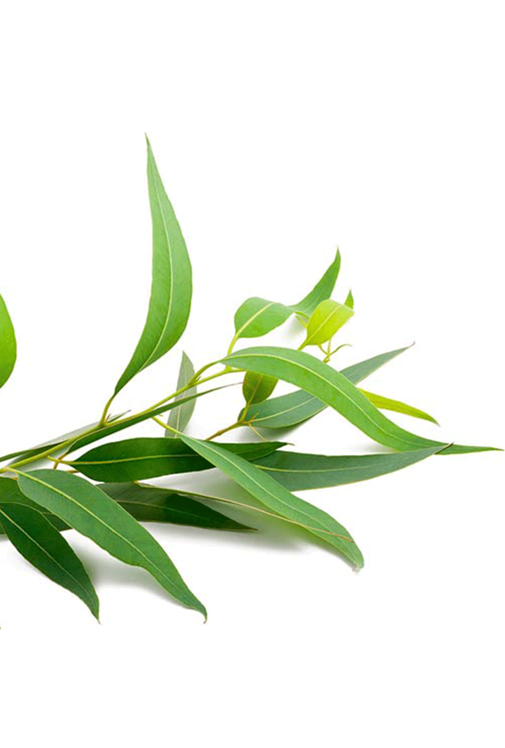 Aceite esencial eucalipto orgánico 10cc
