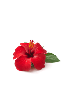 Flor de Jamaica (Hibiscus) 30g