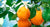 Aceite esencial naranja orgánico 10cc